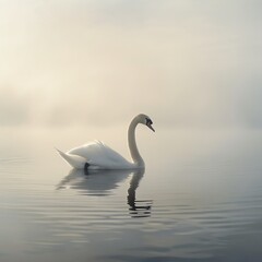 Graceful swan on serene water, low angle, gentle morning light, clear white space