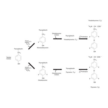 Diagram showing biosynthesis of Thyroid hormones (T3, T4) from Tyrosine via enzymatic reaction - schematic molecular strcuture chemical illustration.