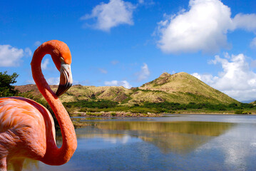 Caribbean flamingo in St kitts