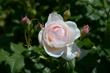 イングリッシュ・ヘリテージ　バラの花