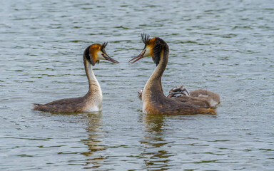 A family of great crested grebe with nestlings close up on lake
