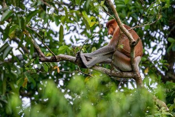 Proboscis Monkey - Nasalis larvatus, beautiful unique primate with large nose endemic to mangrove...