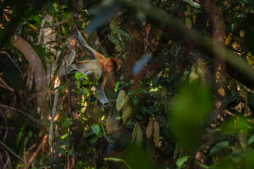 Proboscis Monkey - Nasalis larvatus, beautiful unique primate with large nose endemic to mangrove forests of the southeast Asian island of Borneo.