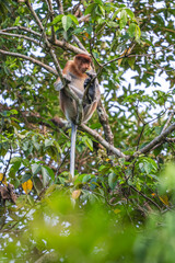 Proboscis Monkey - Nasalis larvatus, beautiful unique primate with large nose endemic to mangrove forests of the southeast Asian island of Borneo.