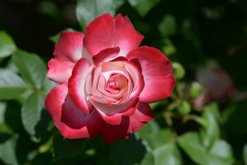 ジュビレ・ドゥ・プリンス・ドゥ・モナコ　バラの花