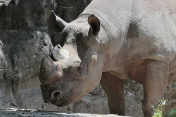 Obraz premium ヒガシクロサイ