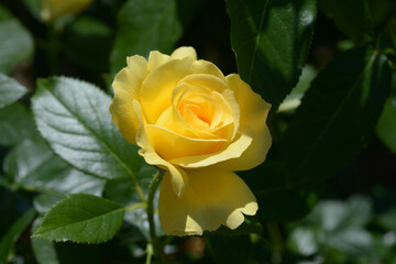 ブラウニーローズ　バラの花