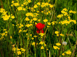 Obraz premium Red poppy among yellow daises in the meadow