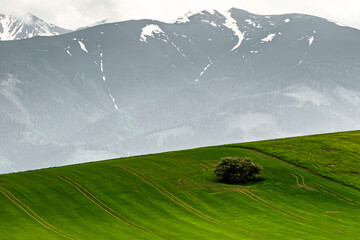 niskie tatry pastwisko zielone drzewo góry szczyty śnieg © Colorful Soul