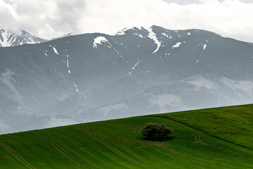 niskie tatry pastwisko zielone drzewo góry szczyty śnieg © Colorful Soul