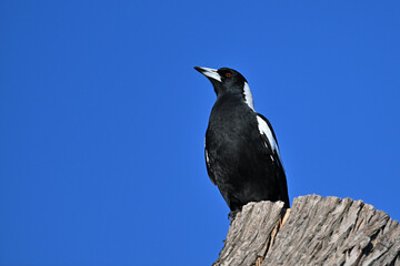 Side view of an Australian magpie with its beak pointed upwards as the bird is perched on a tree stump