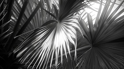 Close up Monochrome Palm Fronds Creating a Stunning Natural Pattern of Light and Shadow