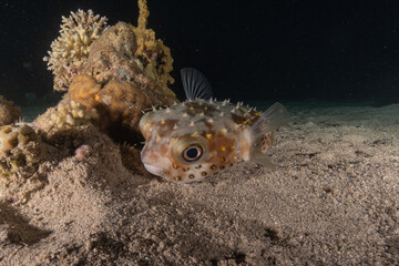 Fish swimming in the Red Sea, colorful fish, Eilat Israel
