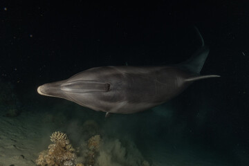 Fototapeta premium Dolphin swimming in the Red Sea, Eilat Israel 