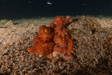 Octopus king of camouflage in the Red Sea, Eilat Israel 
