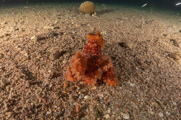 Octopus king of camouflage in the Red Sea, Eilat Israel 

