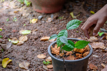 Hand fertilizing young plants on pot with coconut residue top-view in blurred ground soil and soft...