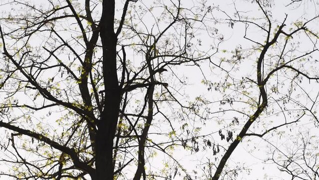 In a pine forest, trees adorned with leaves, a crow perches, cawing before taking flight amidst the tranquil woodland scenery.