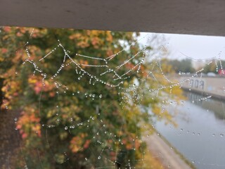 spider web with dew drops