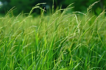 Tall Fescue: Closeup of Grass Blades for Agriculture and Animal Feed in Countryside Farming