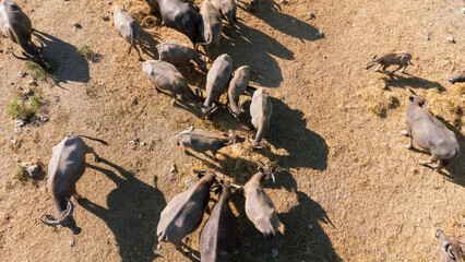Livestock Siamese buffalo farming in Thailand. Focus on group of Asian Buffalos Grazing on a Green Grass Pasture in a Peaceful Countryside Setting