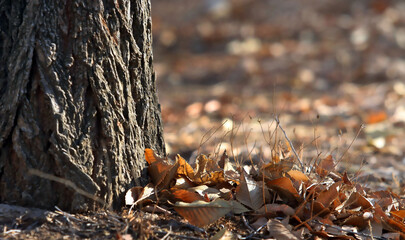 Yellow tree leaves in autumn in a public park in the capital, Amman