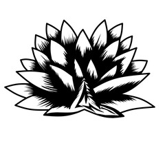 Vector with lotus flower on white background. Chinese background