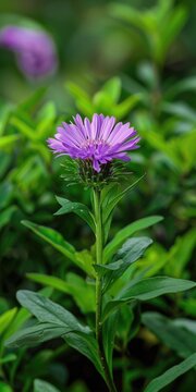 Stokes Aster Flower Closeup in Lush Green Garden. Botanical Nature of Spring Outdoors