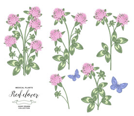 Red clover plant isolated. Vector illustration. Hand drawn flowers and leaves of clover. Medical hebs collection. Vintage engraving.