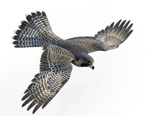 Fototapeta premium Peregrine Falcon Diving to Catch Prey. 3D Rendering Isolated on White Background