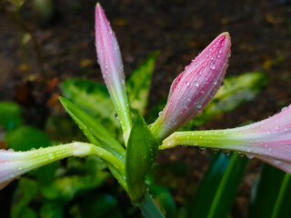 close up of pink and white lily flower in rainy season(Hippeastrum striatum)the striped Barbados lily