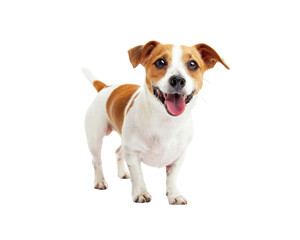 A small dog with a pink tongue is standing on a white background