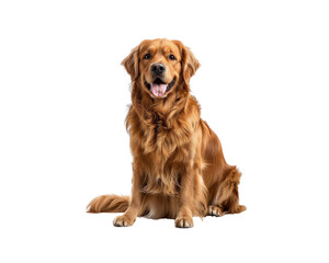 A brown dog is sitting on a white background