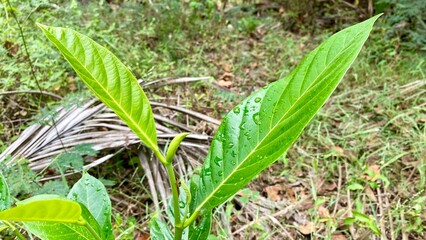 Shiny Green Leaf of the Jack fruit Tree