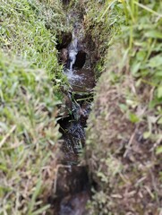 Bali Island : water spring in the rice field