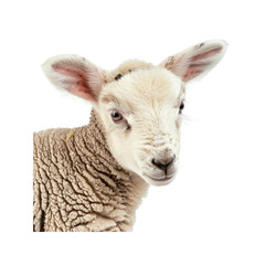 Fototapeta premium A Young Black And White Panting Border, Isolated Transparent Background Images