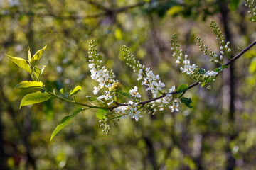 lossom of common bird cherry ( lat. Prunus padus , “plum from the Po River ”), or bird cherry racemosa