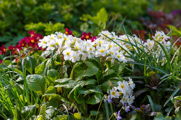 Primrose ( lat. Primula ) is a genus of plants from the family Primulaceae of the order Ericales. Primula rendezvouses plant in the spring garden on the Alpine hill