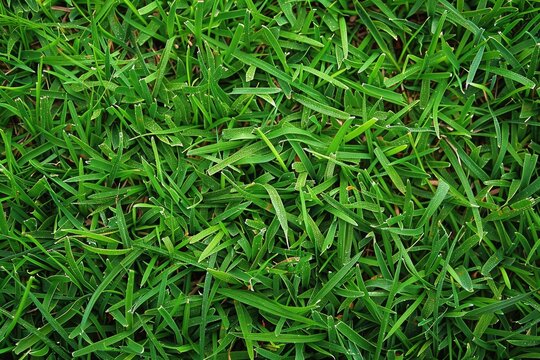 Weed in Perfect Zoysia Grass - Maintaining A Pristine Green Lawn Amidst Nature's Freshness