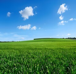 Fototapeta premium Field on a background of the blue sky