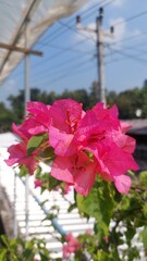 close-up of pink bougainvillea flowers with green leaf pistils in the blurry background of a portrait photo