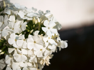 A serene scene of white flowers surrounded by green foliage, evoking a sense of calm and purity. Excellent for meditation guides or relaxation apps.