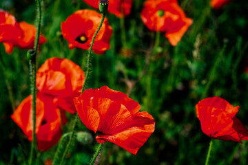 Fototapeta premium Poppies with vibrant petals stand out in greenery.