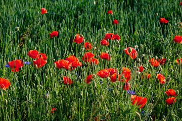 Red poppies and blue flowers bloom amidst tall green grass under sunlight.