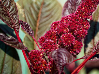 Detailed red foliage, the main subject of the image, ideal for use in nature-inspired designs.