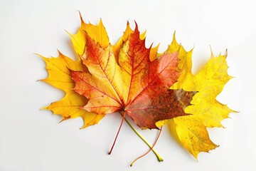 Fall Leaf On White. Maple Leaf Collection in Bright Autumn Colors on Isolated White Background