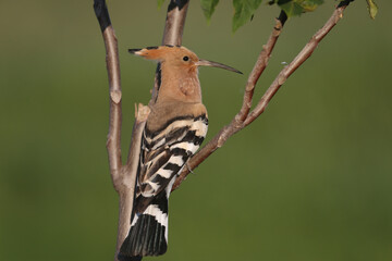 Adult male Eurasian hoopoe (Upupa epops) shot close-up during mating season sitting on a nut branch in soft morning light with blurred background © VOLODYMYR KUCHERENKO