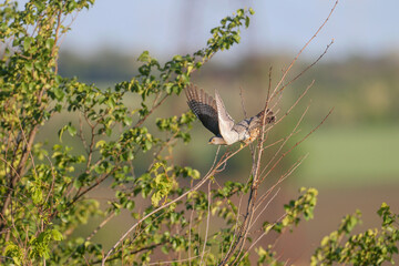 An adult Eurasian cuckoo (Cuculus canorus) takes off from a thin branch of a tall tree