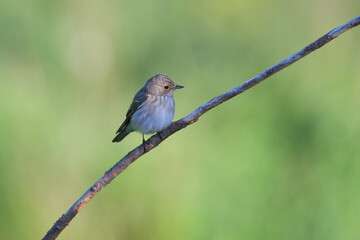 An adult spotted flycatcher (Muscicapa striata) shot close up on a thin branch in soft morning...