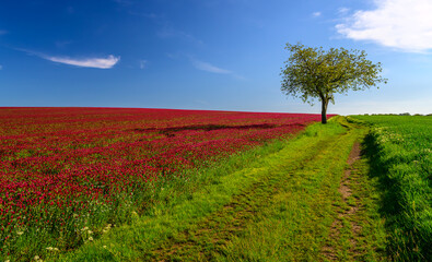 purple clover, clover, carnation, field, grain, may, sun, blue sky, landscape, horizon, south moravia, Czech republic, flower, nature, flowers, pink, plant, spring, flora, color, beautiful, season, 